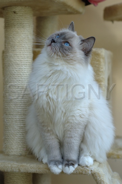 RAGDOLLS 017.jpg